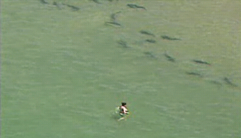  thousands of sharks were spotted swarming just 50 yards off the coast of 
