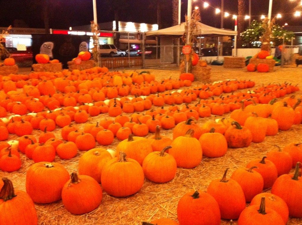 there-s-a-pumpkin-patch-at-shawn-s-christmas-trees-in-santa-monica-viva-la-snark